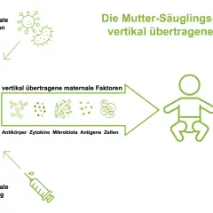 Maternale Impfung, wie Boostrix, überträgt Immunität auf das Kind. Die Grafik zeigt, wie mütterliche Faktoren die Immunität des Nachkommens beeinflussen.