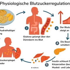 Schema der Blutzuckerregulation: Nach kohlenhydratreicher Nahrung steigt die Glukose im Blut, die Bauchspeicheldrüse schüttet Insulin aus, welches Glukose in Körperzellen schleust.