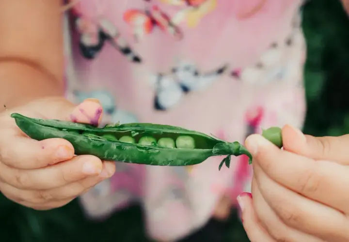 Kleine Hände öffnen eine Erbsenschote, um die süßen Erbsen roh zu essen.