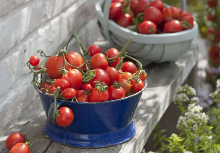 Frisch geerntete Tomaten in einem blauen Eimer. Ob die Tomate Obst oder Gemüse ist, bleibt eine Frage der Perspektive.