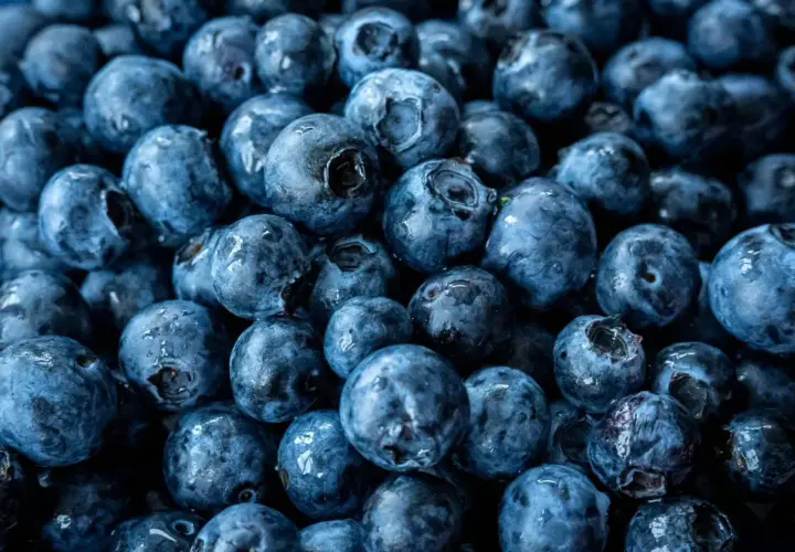 Nahaufnahme von vielen frischen, blauen Heidelbeeren. Diese kleinen Früchte sind nicht nur lecker, sondern auch sehr gesund.