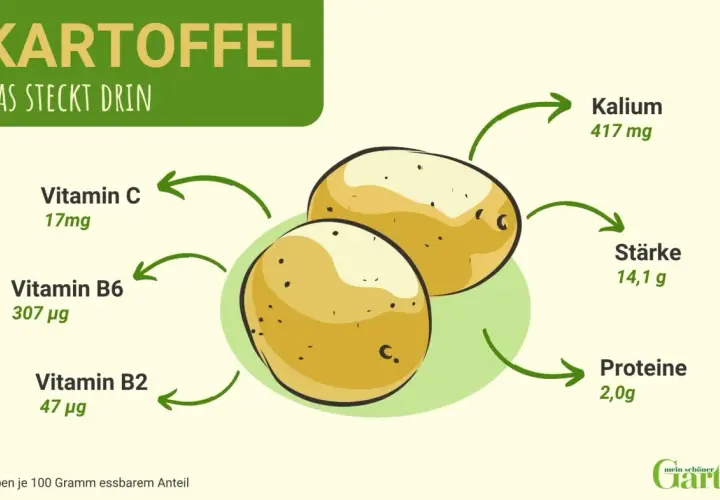 Kartoffel: Nährwerte pro 100g: Kalium 417mg, Stärke 14,1g, Proteine 2,0g, Vitamin C 17mg, B6 307µg, B2 47µg.