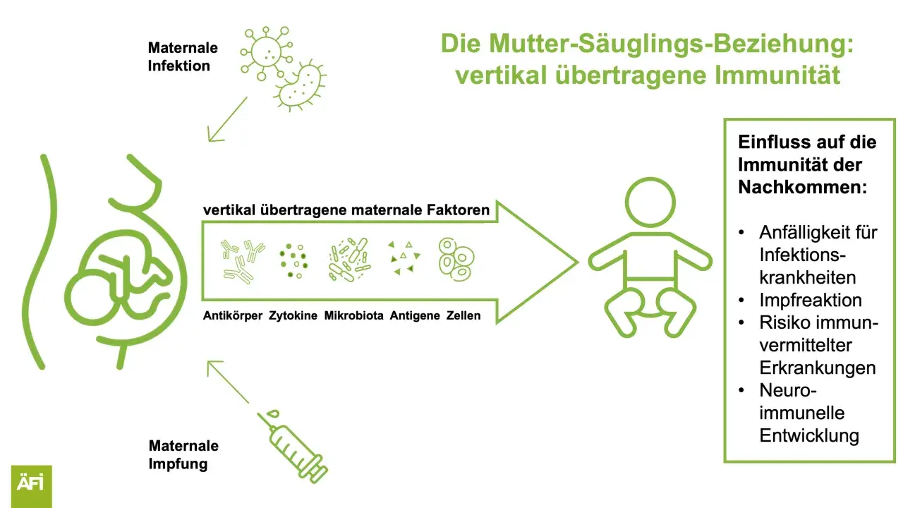 Maternale Impfung, wie Boostrix, überträgt Immunität auf das Kind. Die Grafik zeigt, wie mütterliche Faktoren die Immunität des Nachkommens beeinflussen.