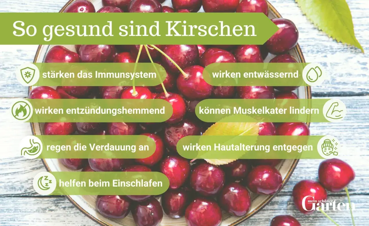 Frische Kirschen sind gesund: Sie stärken das Immunsystem, wirken entwässernd, entzündungshemmend, lindern Muskelkater, regen die Verdauung an, wirken Hautalterung entgegen und helfen beim Einschlafen.