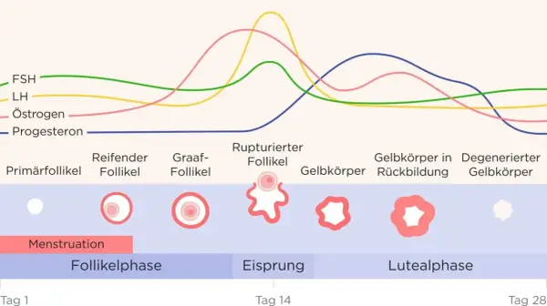 Hormonkurven zeigen den Zyklus. Hohes Progesteron kann Übelkeit vor Periode verursachen.